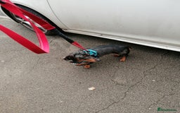 Dachshund dogs for adoption: 💖🐶 Ginny 🐶💖 - Image 2