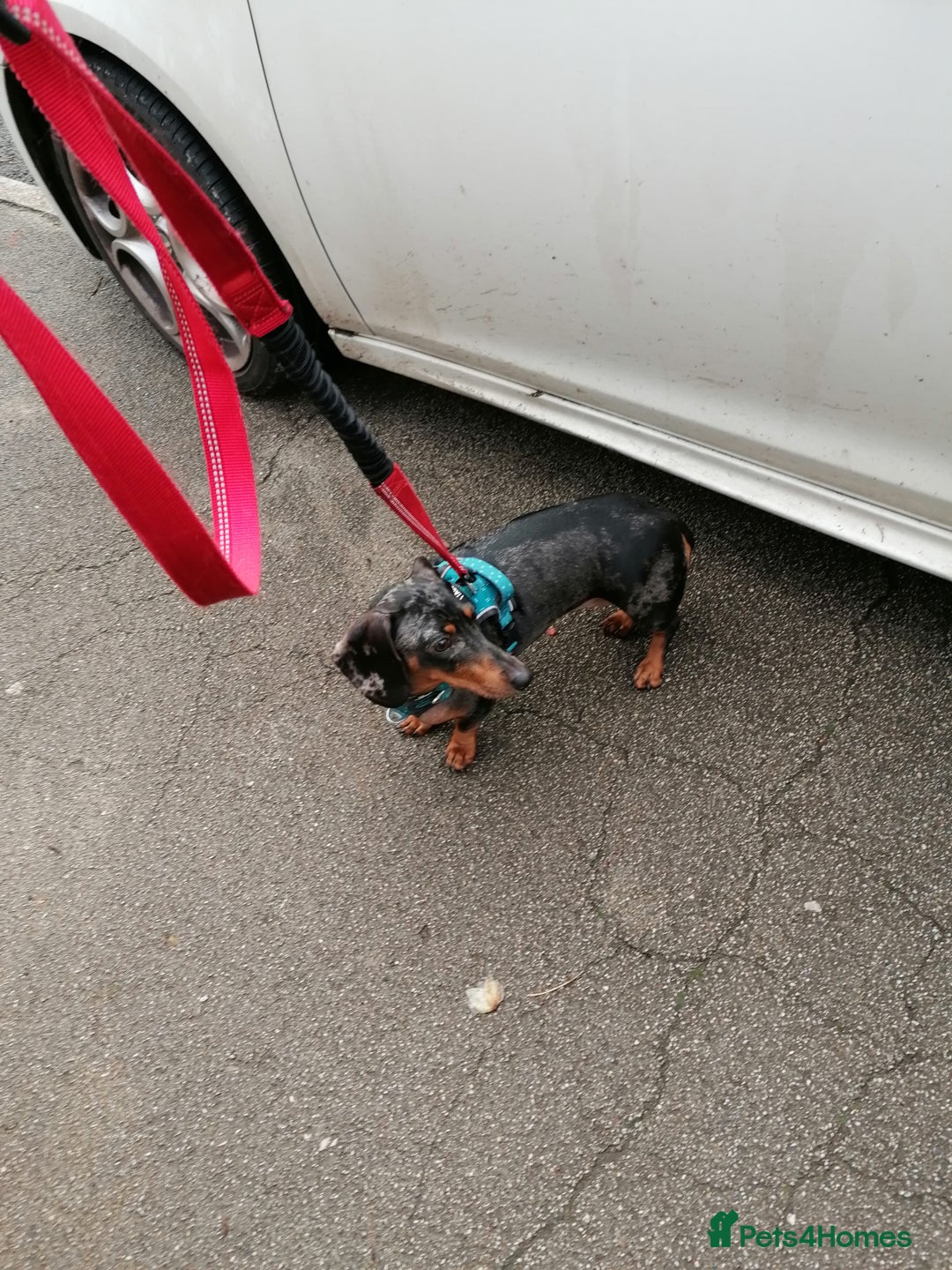 Dachshund dogs for adoption: 💖🐶 Ginny 🐶💖 - Image 2