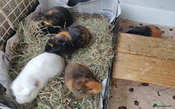 Guinea Pig rodents for sale: Pairs of Sows - Happy, Healthy, Friendly Sows - Image 4