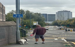 English Bulldog dogs for stud: Exceptional Ch Bloodline CH RICATORI RE DESIGNED…  - Image 7