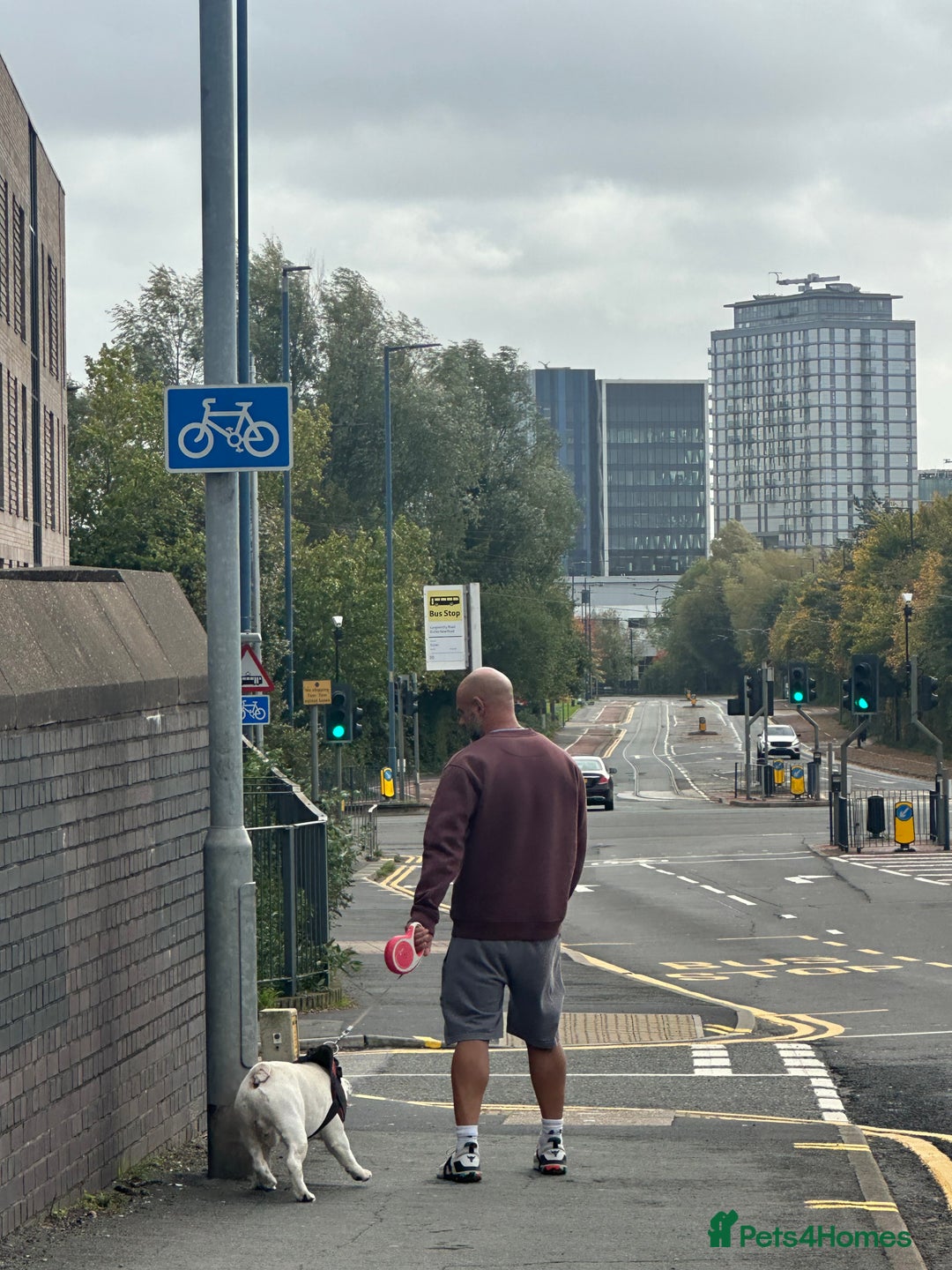 English Bulldog dogs for stud: Exceptional Ch Bloodline CH RICATORI RE DESIGNED…  - Image 7