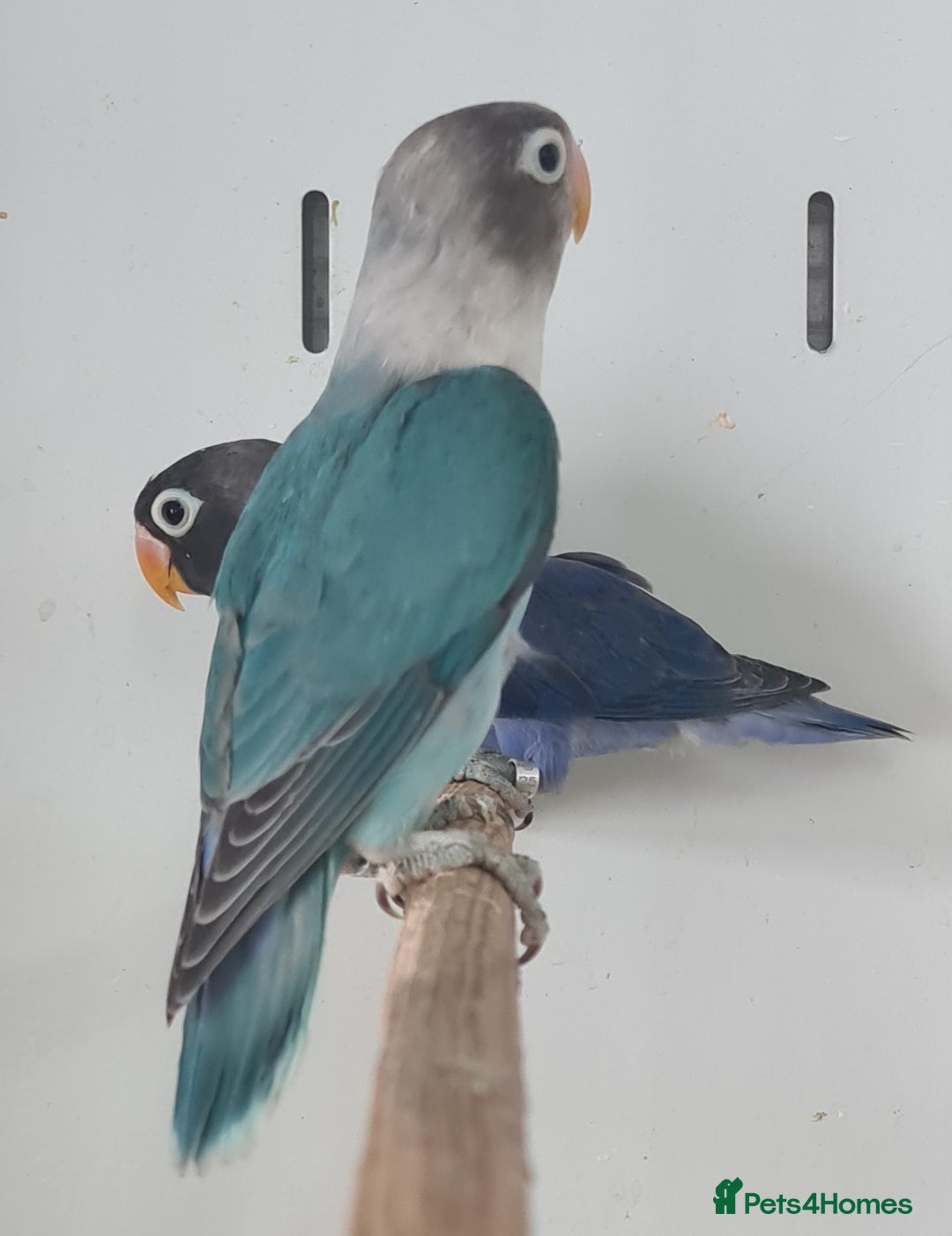 Lovebirds birds for sale: Lovely Lovebirds - Image 6