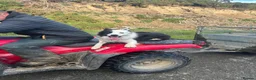 Border Collie dogs for sale: 5 Collie Pups - Advert 16