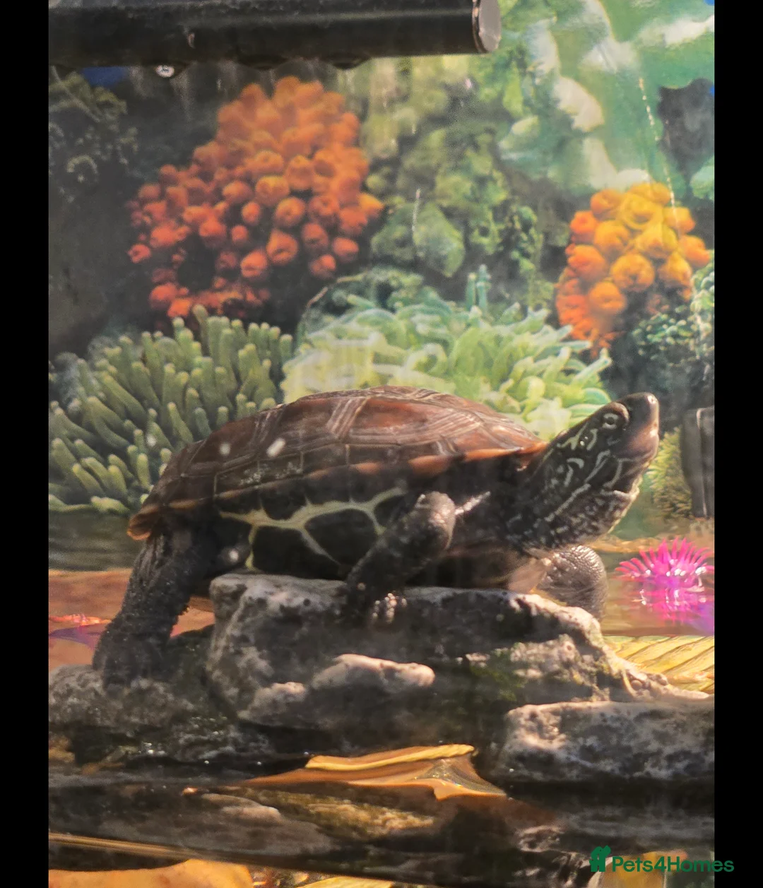 Turtle reptiles for sale: Reeves turtle - Advert 1
