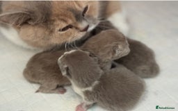 British Shorthair cats for sale: Fawn tortie female kitten ready mild Jan - Advert 7