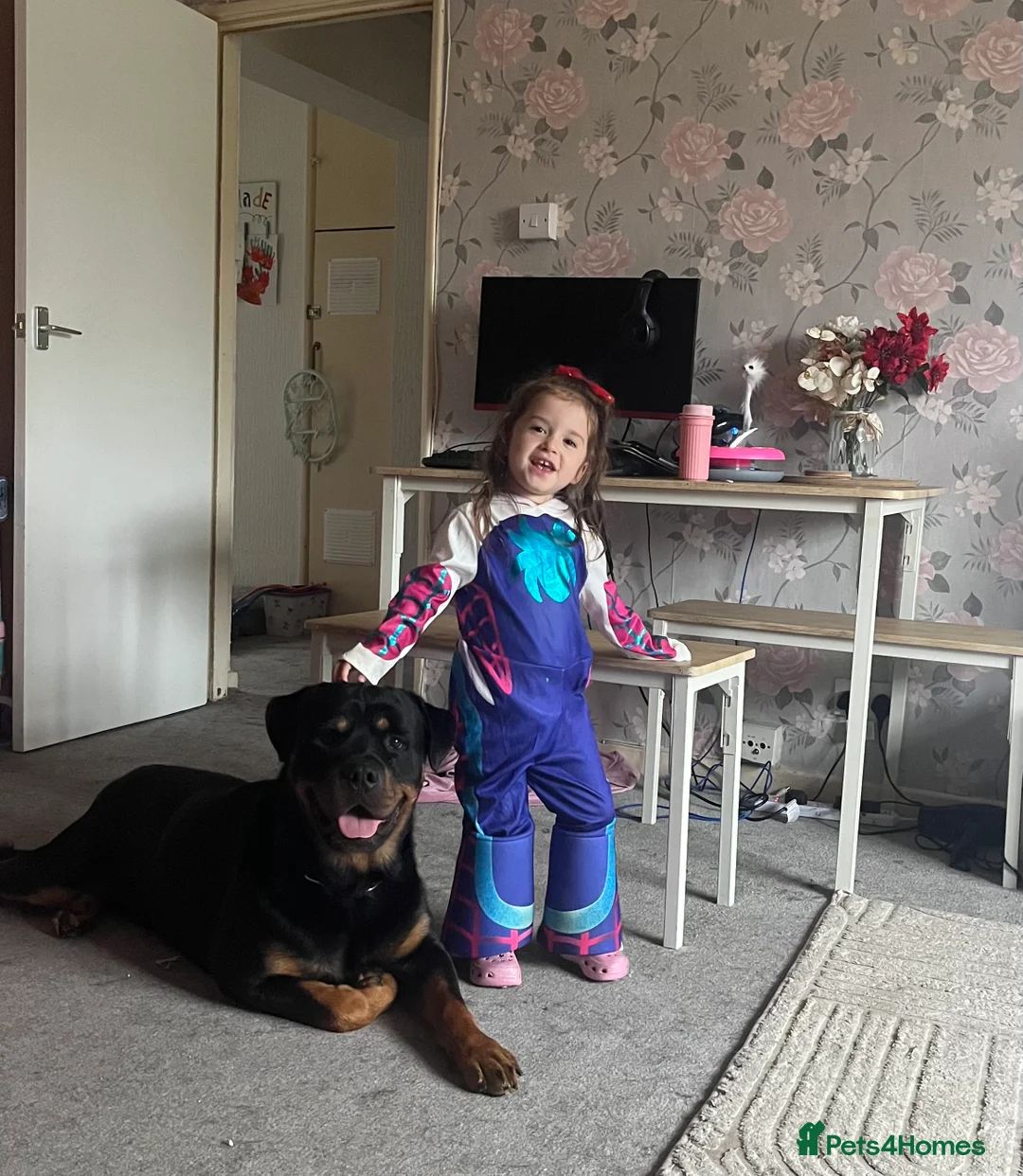 Rottweiler dogs for sale: Dougie, Rottweiler in Bristol - Advert 2