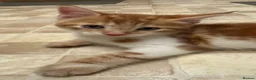 Mixed Breed cats for sale: cute kittens  - Advert 10