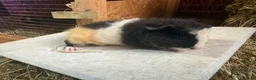 Guinea Pig rodents for sale: Male guinea pigs - mixed ages - Advert 2