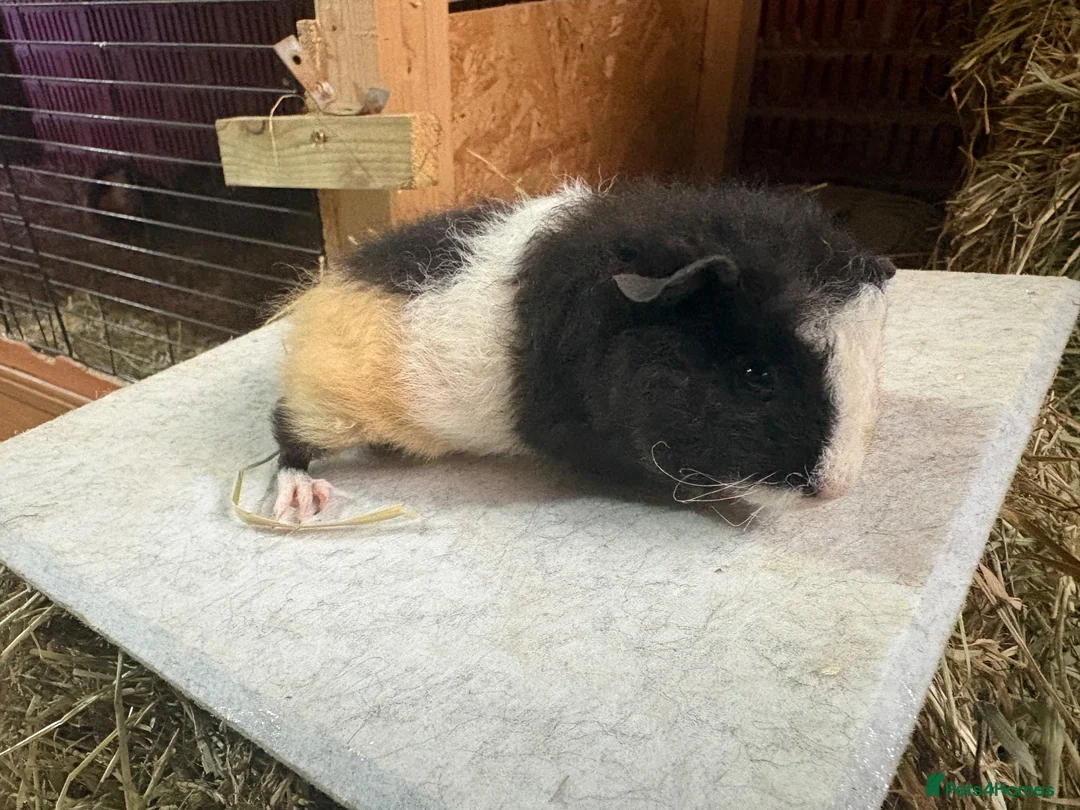 Guinea Pig rodents for sale: Male guinea pigs - mixed ages - Advert 2