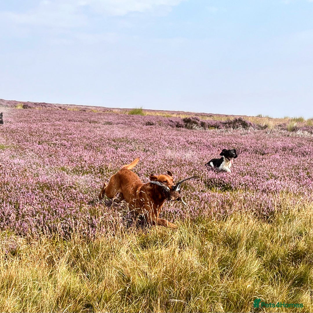 Labrador Retriever dogs for stud: FULLY HEALTH TESTED fox red labrador in Malton - Advert 10