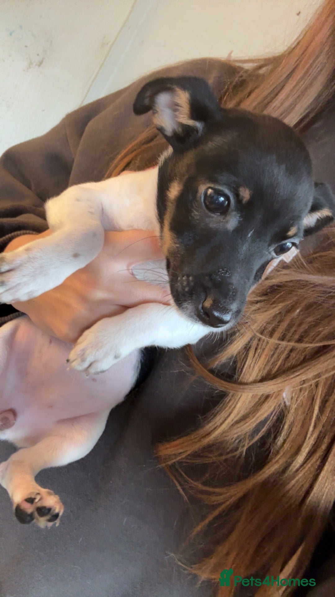 Jack Russell dogs for sale: female jack russell pup - Image 2