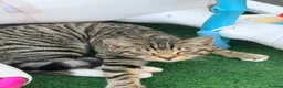 Mixed Breed cats for sale: Beautiful playful kitten  in Luton - Advert 3