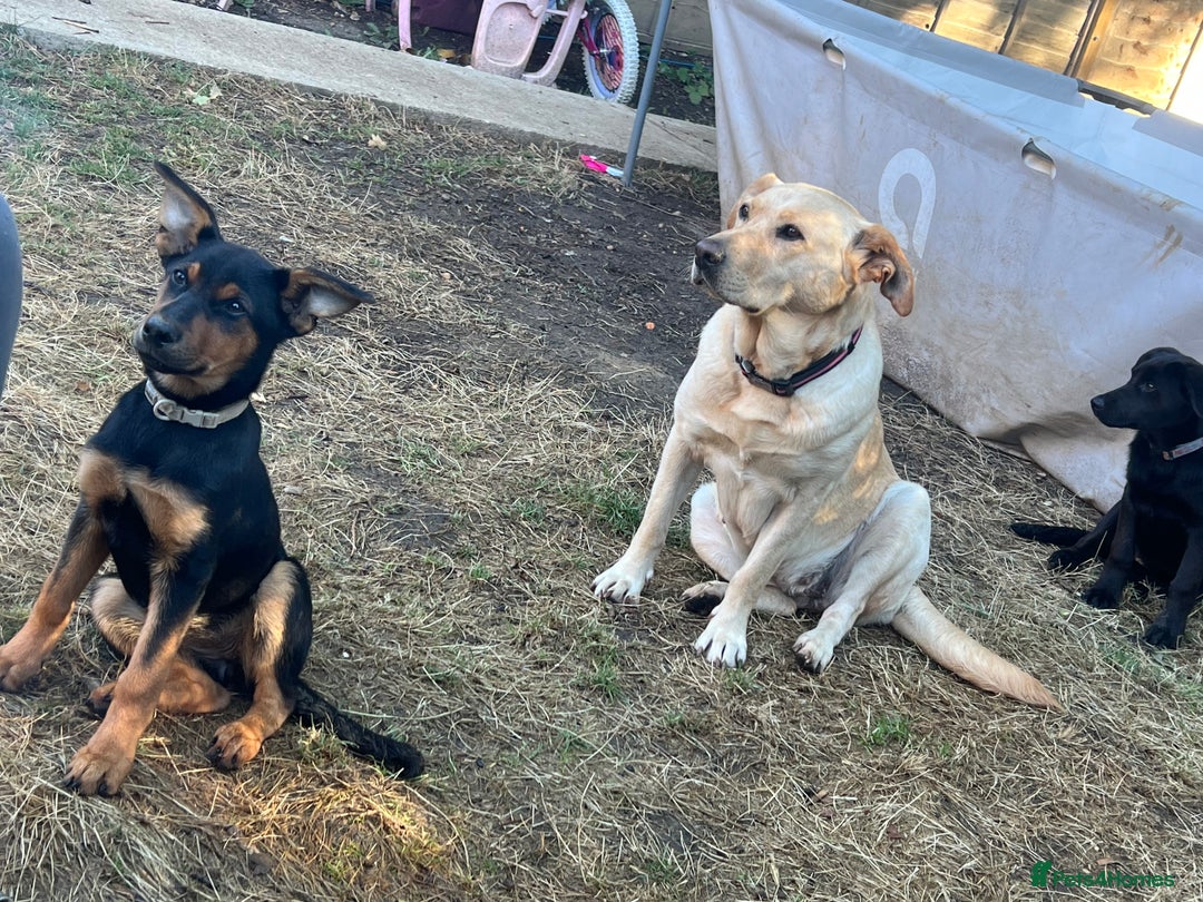 Labrador Retriever dogs for sale: Bella 💖 black with tan patches Labrador in Cobham - Image 16