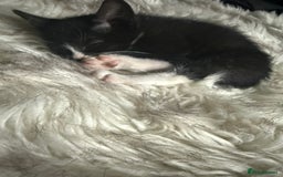 Mixed Breed cats for sale: Mix breed - Image 3
