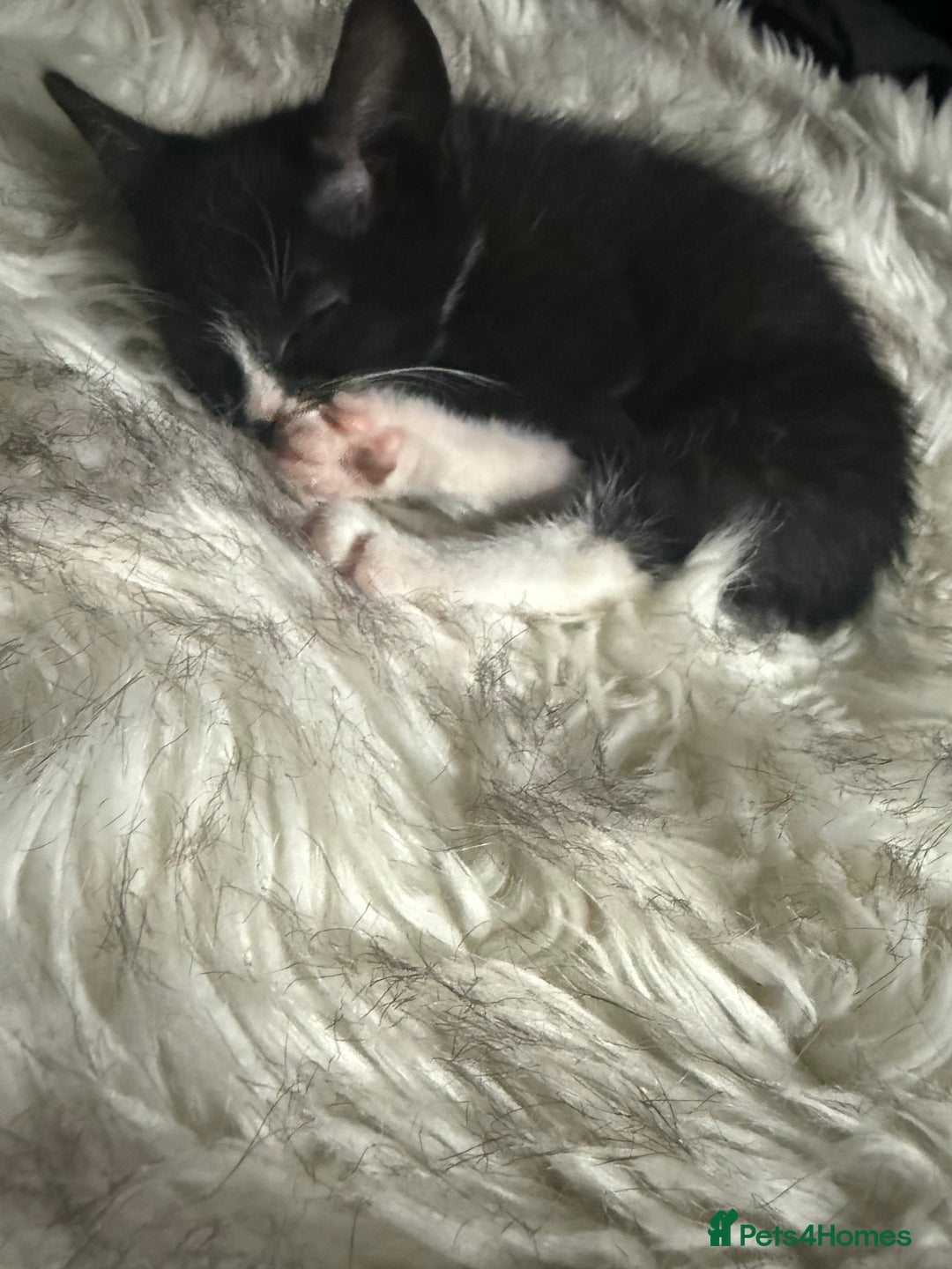 Mixed Breed cats for sale: Mix breed - Image 3