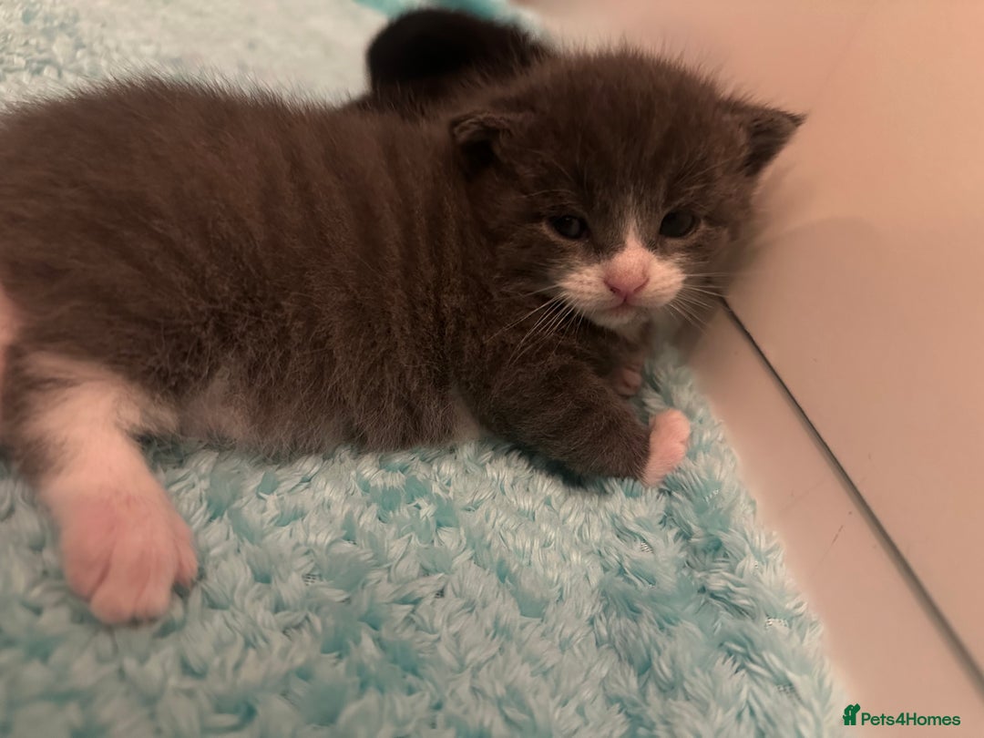 Maine Coon cats for sale: Beautiful mainecoon crosses - Advert 3