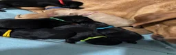 Labrador Retriever dogs for sale: Labrador puppies - Advert 1