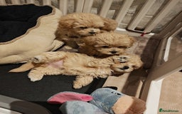 Maltipoo dogs for sale: Maltipoo F1 Toy Size, KC Parents, DNA Tested Clear - Image 4