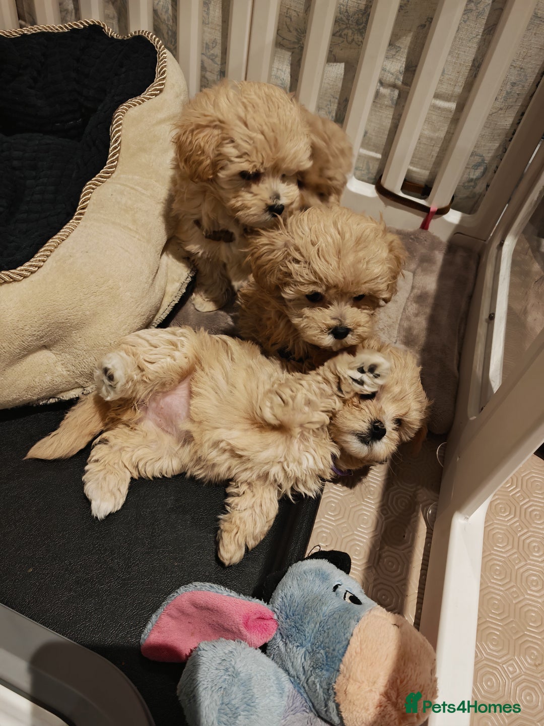 Maltipoo dogs for sale: Maltipoo F1 Toy Size, KC Parents, DNA Tested Clear - Image 4
