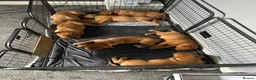 Dogue De Bordeaux dogs for sale: 7 puppies available  - Advert 3