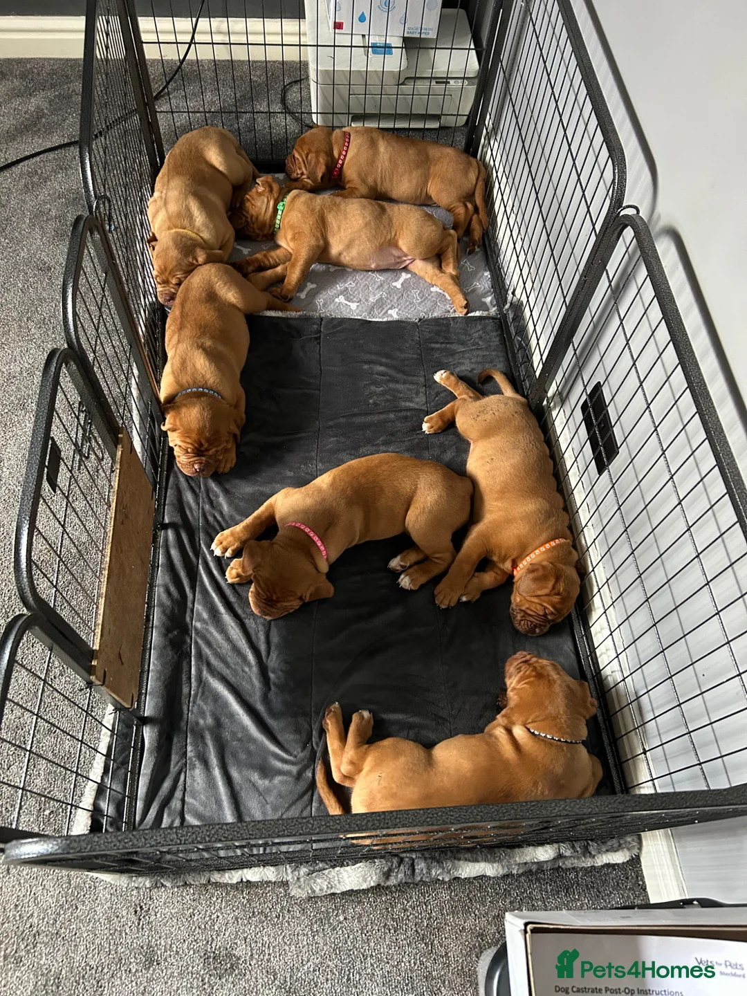 Dogue De Bordeaux dogs for sale: 7 puppies available  - Advert 3