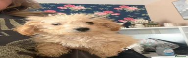 Poochon 1