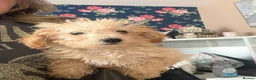 Poochon dogs for sale: Bichon frise x poodle  in Maidstone - Advert 5