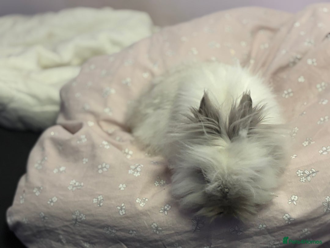 Lionhead rabbits for sale: Darling Lionhead wanting home to call her own  - Advert 5