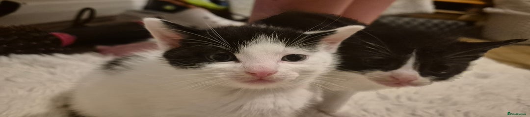 Domestic Shorthair Kitten 1