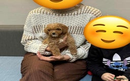 Maltipoo dogs for sale: Beautiful girl Maltipoo puppy - Image 4