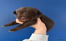 Mixed Breed dogs for sale: Chocolate Shepradors - Image 16