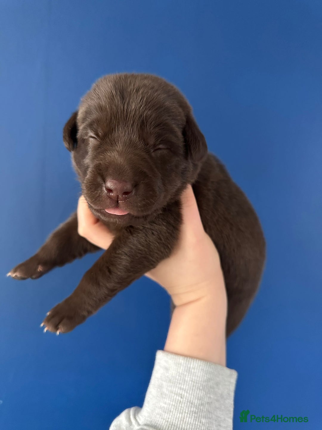 Mixed Breed dogs for sale: Chocolate Shepradors - Image 16