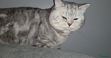 British Shorthair cats - Advert 7