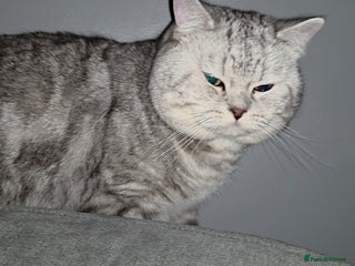 British Shorthair cats - Advert 14