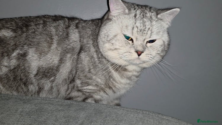 British Shorthair cats - Advert 2