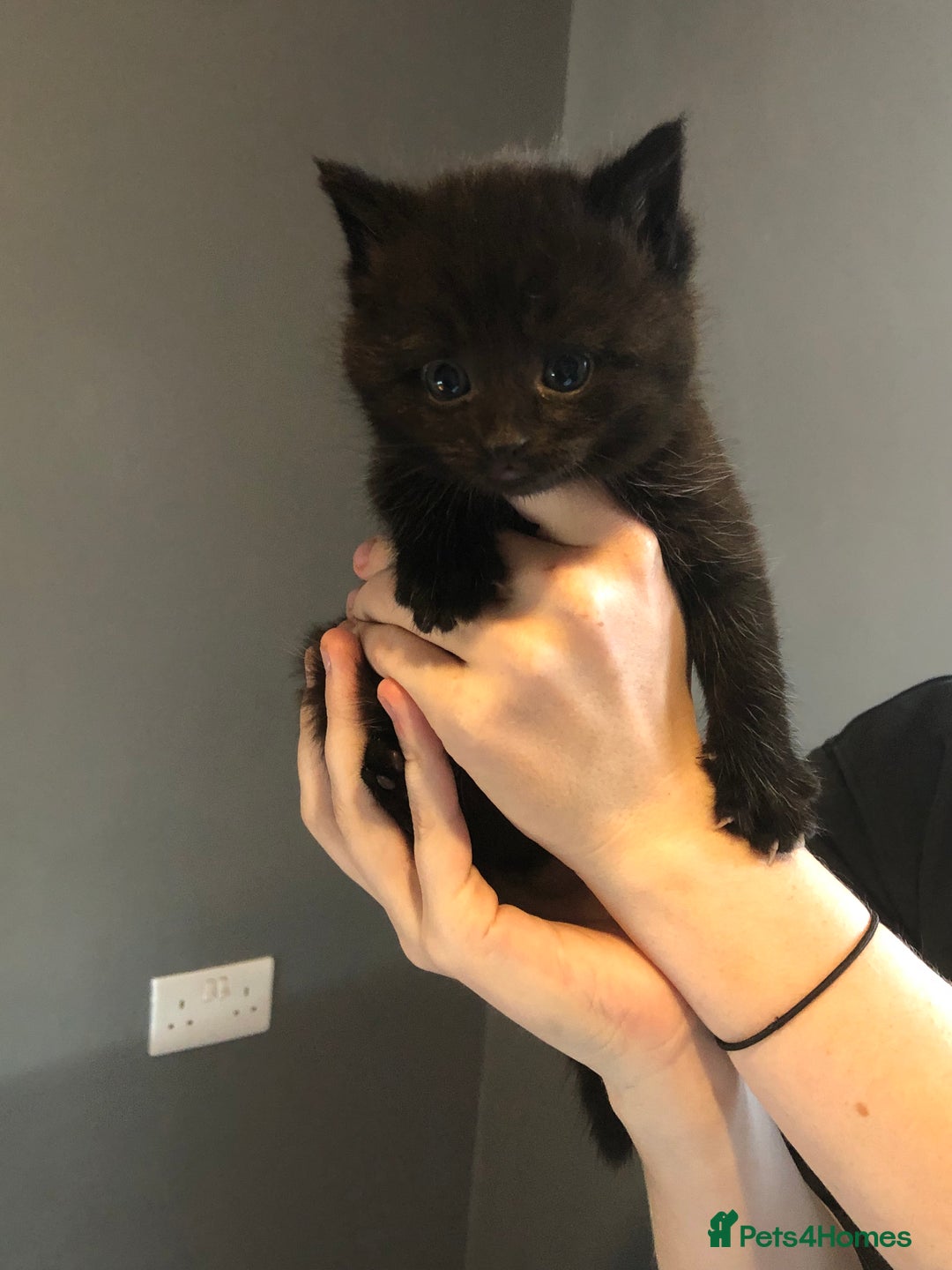 British Shorthair cats for sale: STUNNING AND LOVING BSH x DSH KITTENS - Image 12