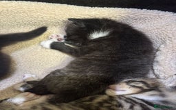 Mixed Breed cats for sale: 3 beautiful kittens for sale!! - Image 4