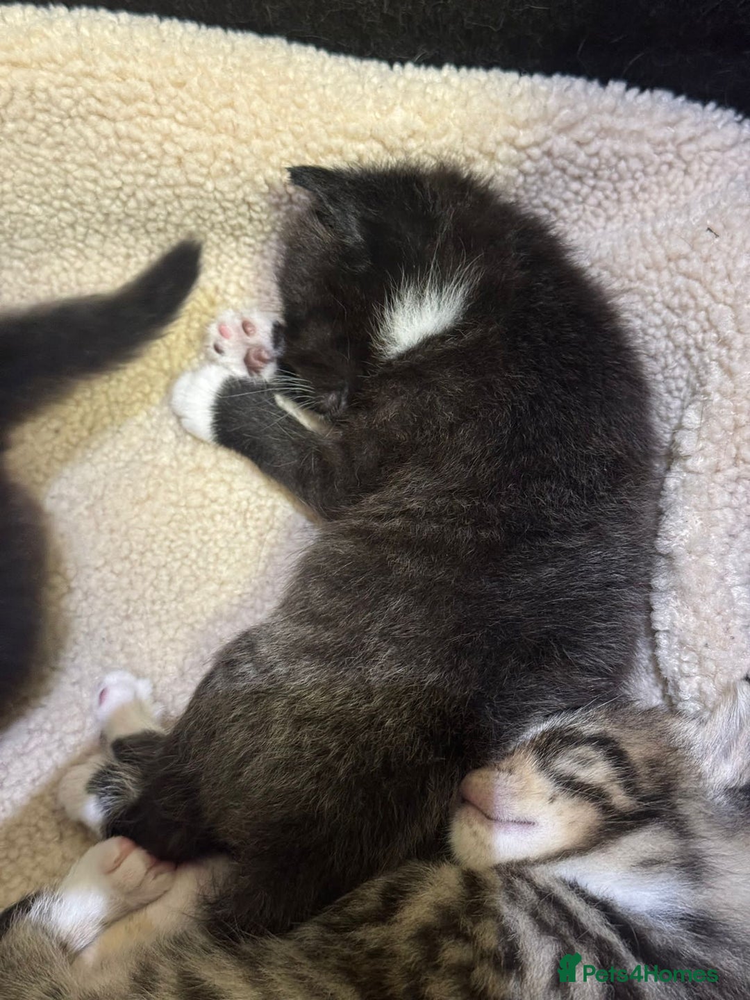 Mixed Breed cats for sale: 3 beautiful kittens for sale!! - Image 4