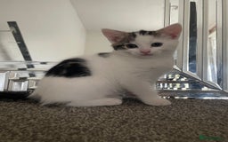 Mixed Breed cats for sale: 3 beautiful little kittens  - Image 4