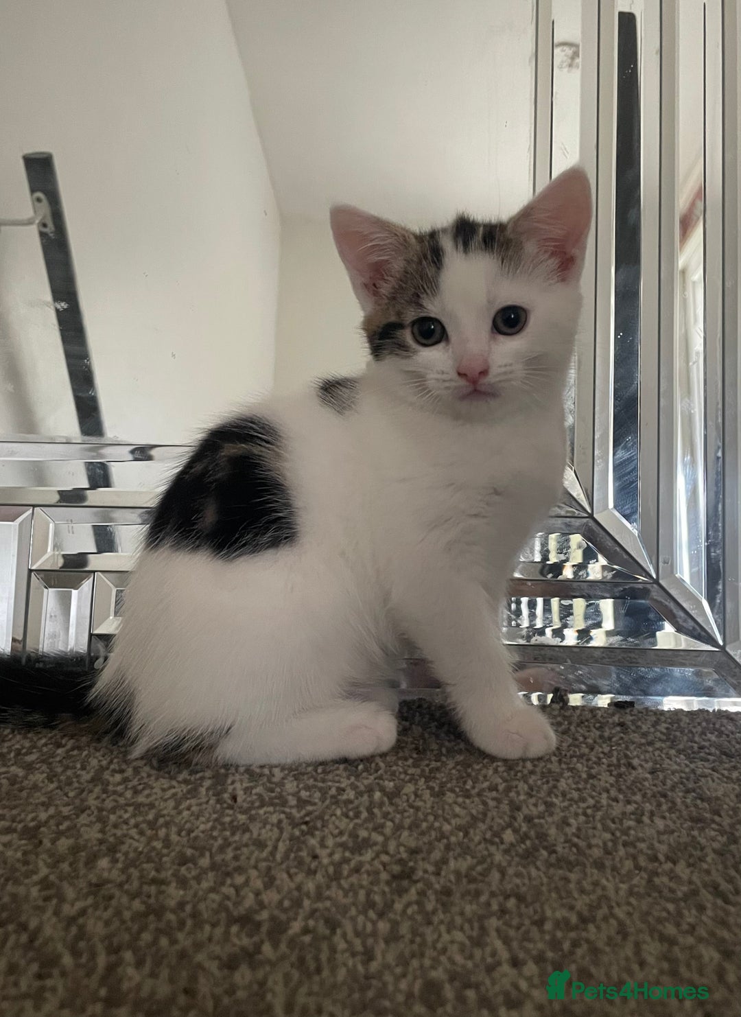 Mixed Breed cats for sale: 3 beautiful little kittens  - Image 4