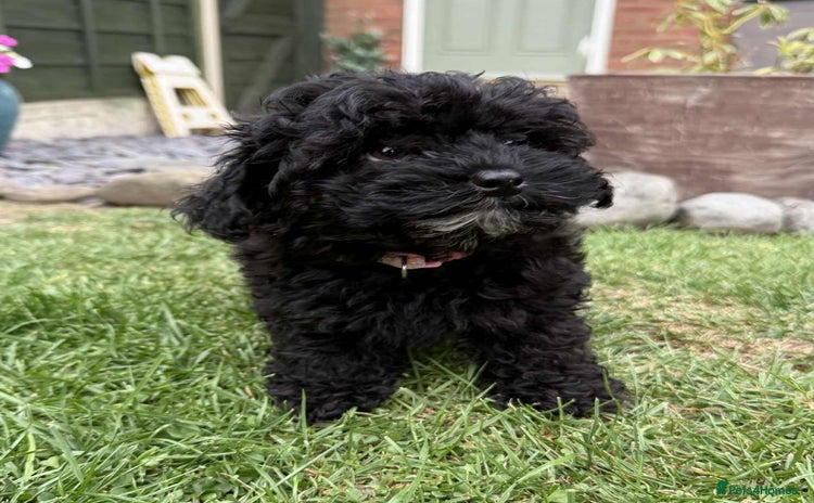 Havanese dogs - Advert 3