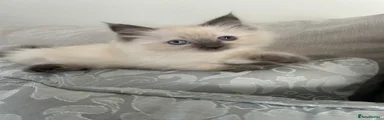 Ragdoll 3