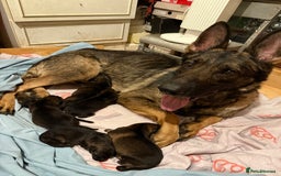 German Shepherd dogs for sale: 5 beautiful GSD puppies - Male £600 female £800 - Image 6