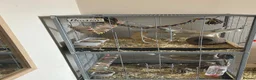 Rat rodents for sale: 4x rats and cage looking for rehoming read ad - Advert 14