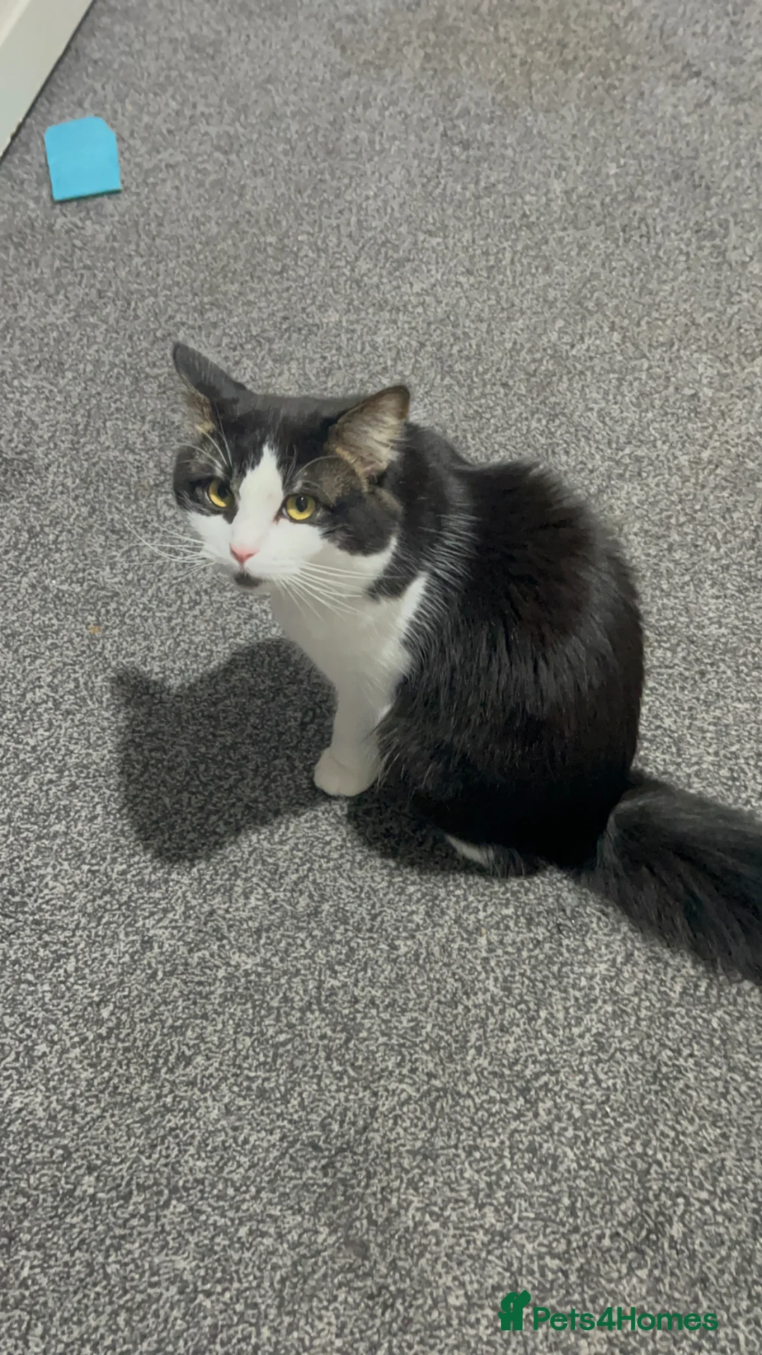 Mixed Breed cats for sale: Gizmo  - Advert 1