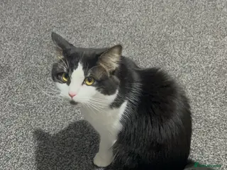 Mixed Breed cats Gizmo - Advert 1