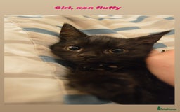 European cats for sale: Kitten ready to leave - Image 8