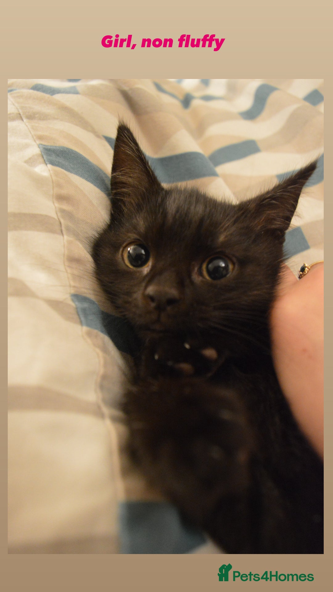 European cats for sale: Kitten ready to leave - Image 8