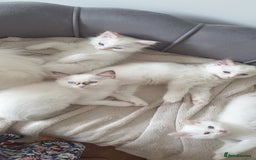 Ragdoll cats for sale: Beautiful GCCF lilac and Cream Point kittens - Image 35