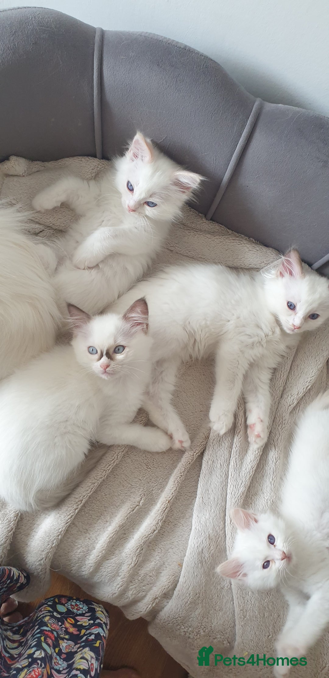 Ragdoll cats for sale: Beautiful GCCF lilac and Cream Point kittens - Image 35